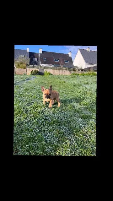 chienne lost   56600 Lanester Aika