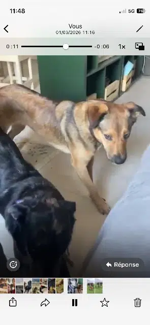 chienne lost   56950 Crac'h Claypot