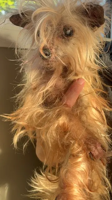 chienne lost   56530 Quéven Goji