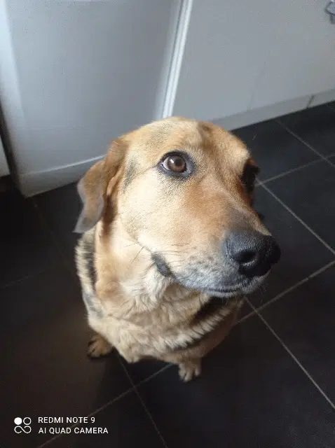 chienne lost   56190 Noyal-Muzillac Kouky