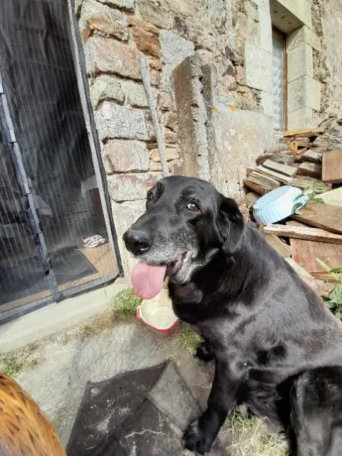 chienne lost   56490 Saint-Malo-des-Trois-Fontaines Mandzana
