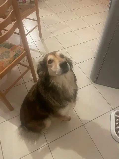 chienne lost   56500 Moréac Maybe