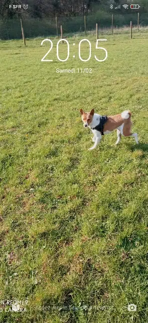 chienne lost   56000 Vannes Naori