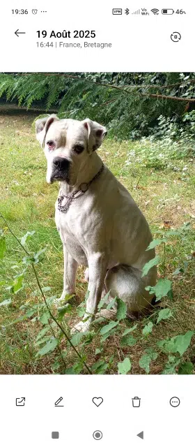 chienne lost   56500 La Chapelle-Neuve Noyau