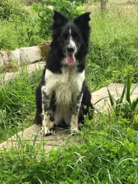 chienne lost   56250 La Vraie-Croix Olly