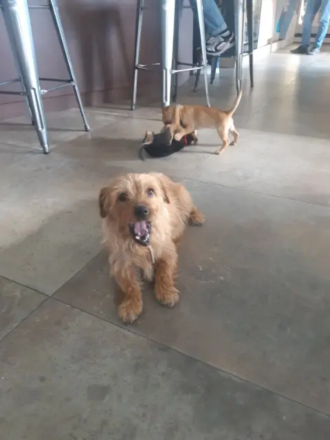 chienne lost   56130 La Roche-Bernard Paupiette