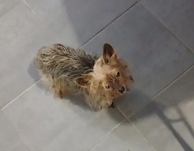 chienne lost   56140 Réminiac Petit chien