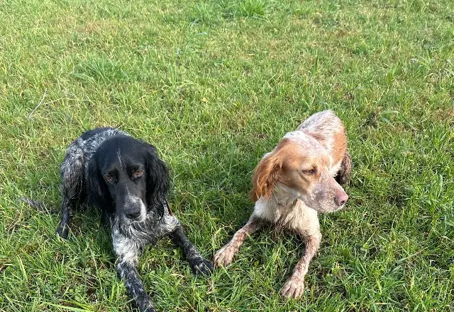 chienne lost   56620 Pont-Scorff Skye et Una