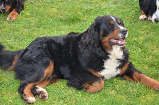 chienne lost   56310 Guern Taly