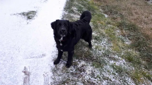 chienne lost   56260 Larmor-Plage Tao