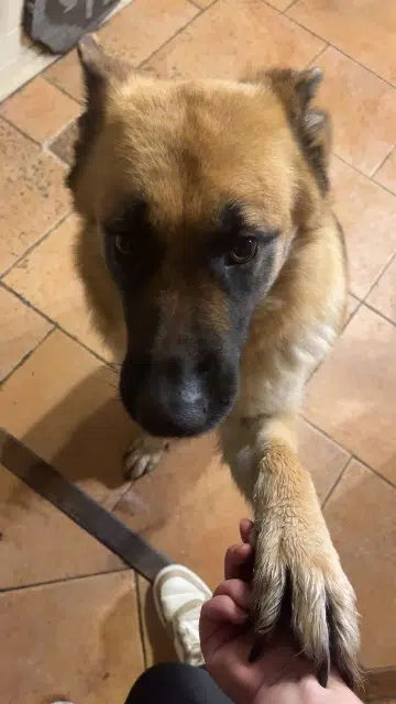 chienne lost   56230 Molac Tina