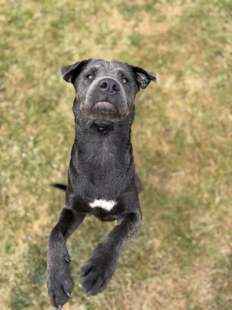 chienne lost   56850 Caudan Winry