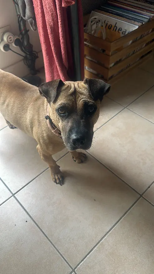 Chienne Perdue 56 Morbihan Chienne Perdue 56 Morbihan