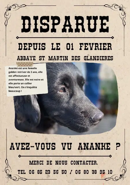 chienne lost   57740 Longeville-lès-Saint-Avold Ananke