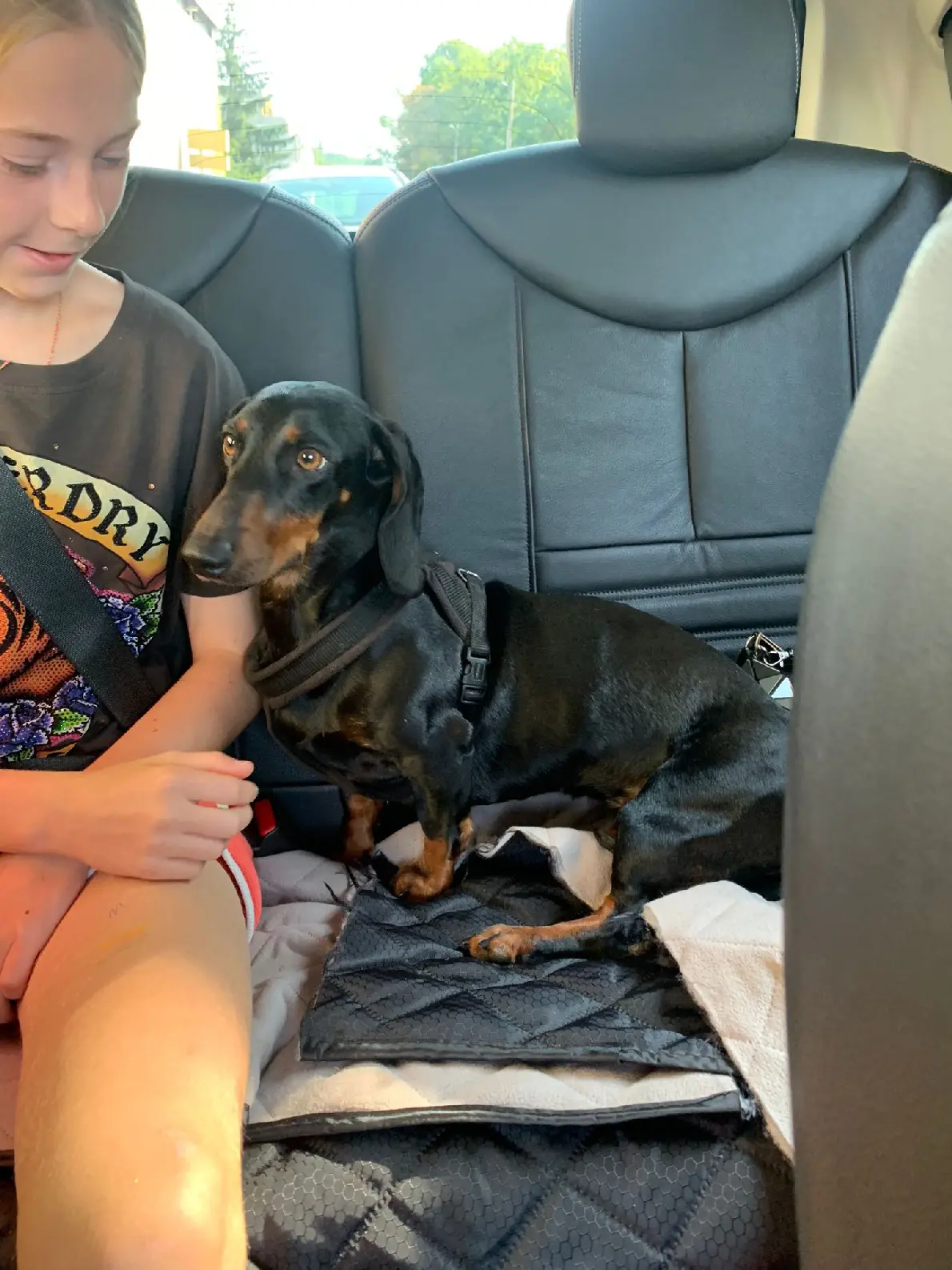 Chienne Perdue 57 Moselle Chienne Perdue 57 Moselle