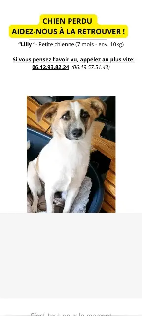chienne lost   57160 Scy-Chazelles Lilly