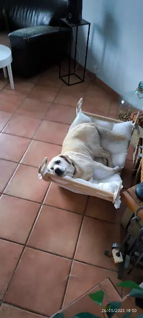 chienne lost   57220 Éblange Lulu