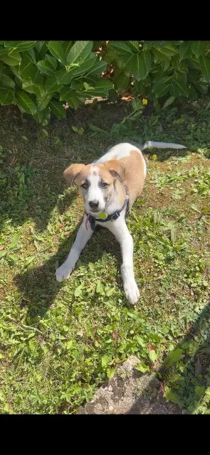 chienne lost    Metz Lina