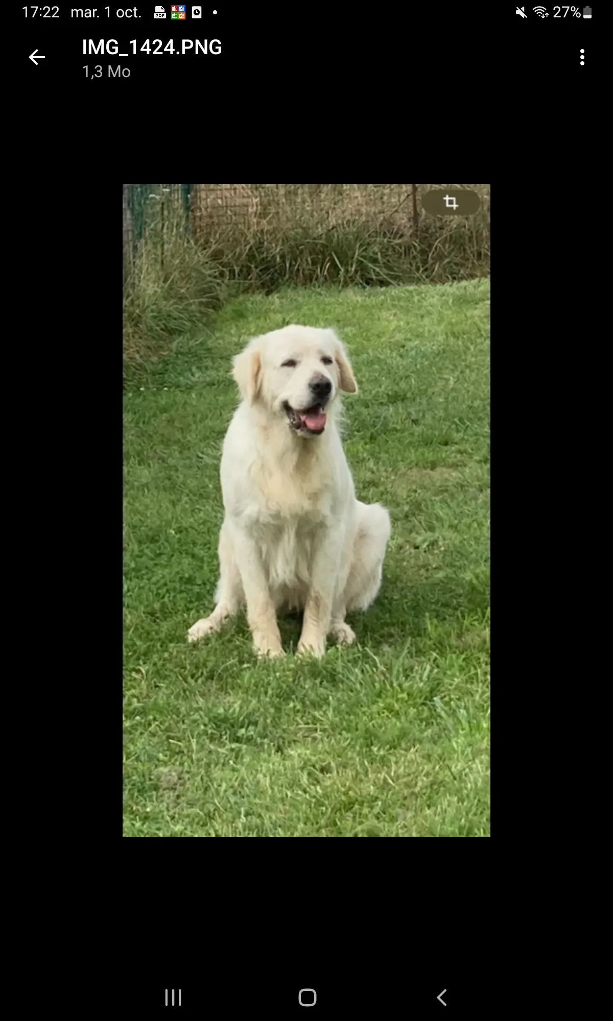 Chienne Perdue 57 Moselle Metz - Sunshine Chienne Perdue 57 Moselle Metz - Sunshine