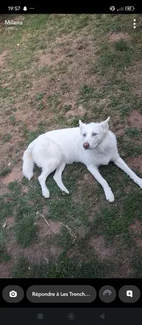 chienne lost   57740 Longeville-lès-Saint-Avold Rexie