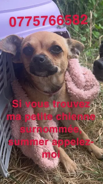 chienne lost   57100 Thionville Summer