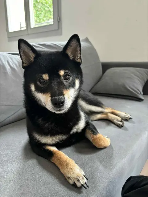 chienne lost   57360 Amnéville Umi