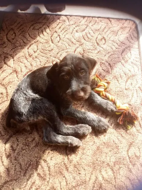 chienne lost   58310 Saint-Vérain Aika