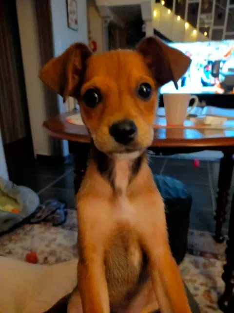 chienne lost   58210 Courcelles Holly