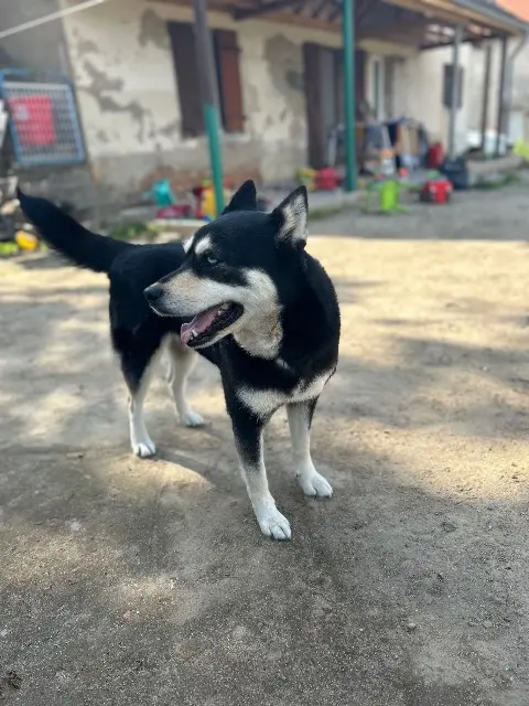 chienne lost   58380 Lucenay-lès-Aix Irys