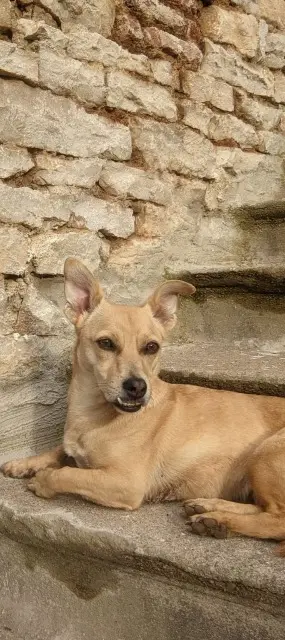 chienne lost   58170 Avrée Kiitos
