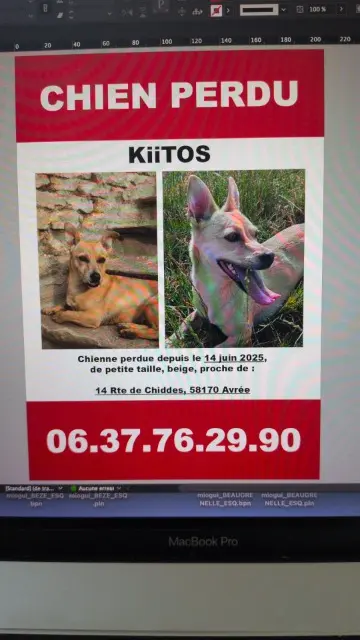 chienne lost   58170 Avrée Kiitos