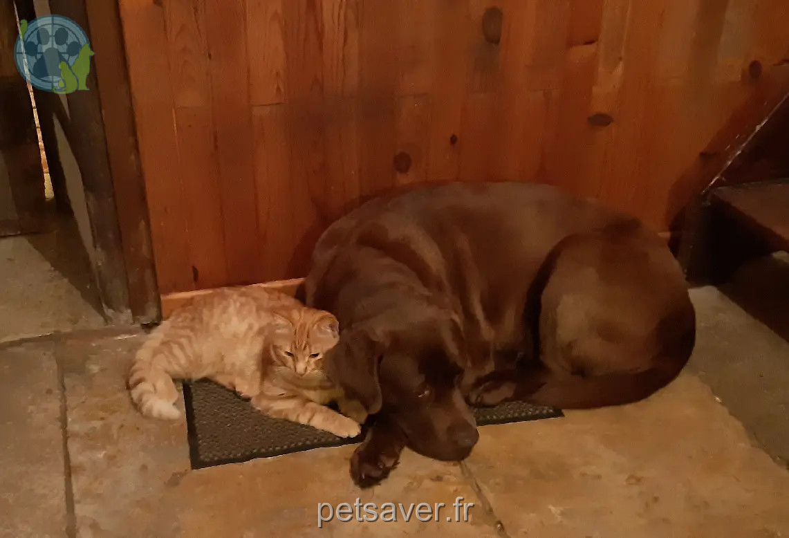 Chienne Perdue 58 Nièvre - Maya Chienne Perdue 58 Nièvre - Maya