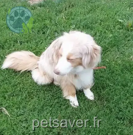 chienne lost   58110 Alluy Naika