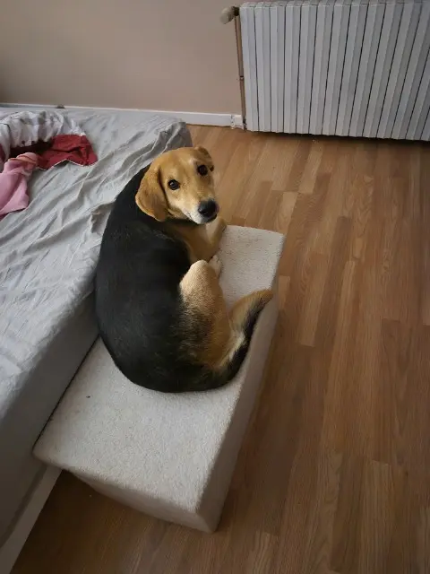 chienne lost   58300 Cossaye Tina