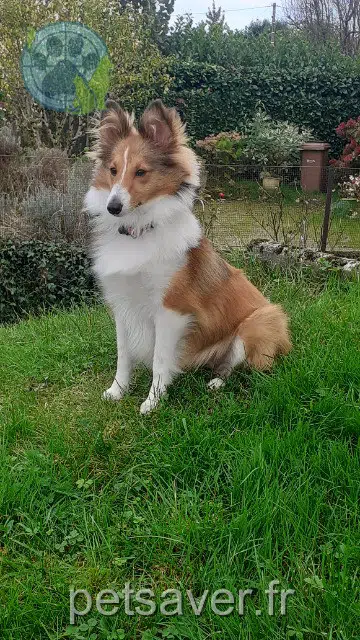 chienne lost   58700 Prémery Vaiana