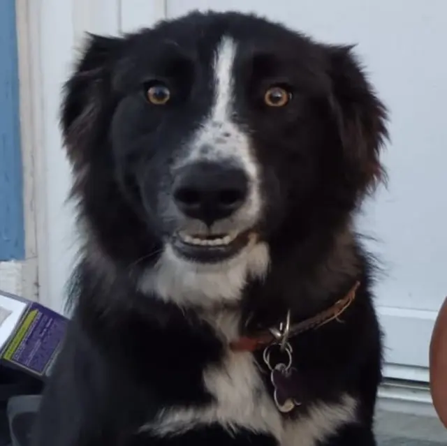 chienne lost   58300 Saint-Hilaire-Fontaine Vaé