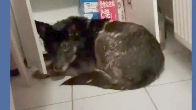 chienne lost   58660 Coulanges-lès-Nevers Zora