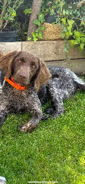 Chienne Perdue 59 Nord Chienne Perdue 59 Nord