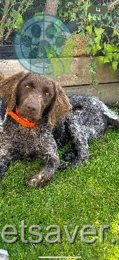 Chienne Perdue 59 Nord Chienne Perdue 59 Nord