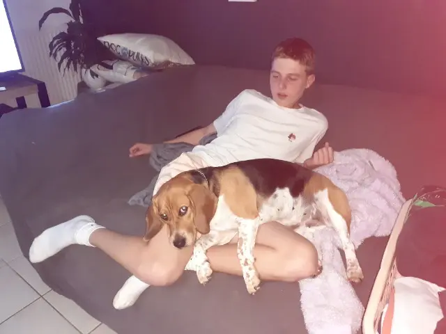 chienne lost   59184 Sainghin-en-Weppes Angie