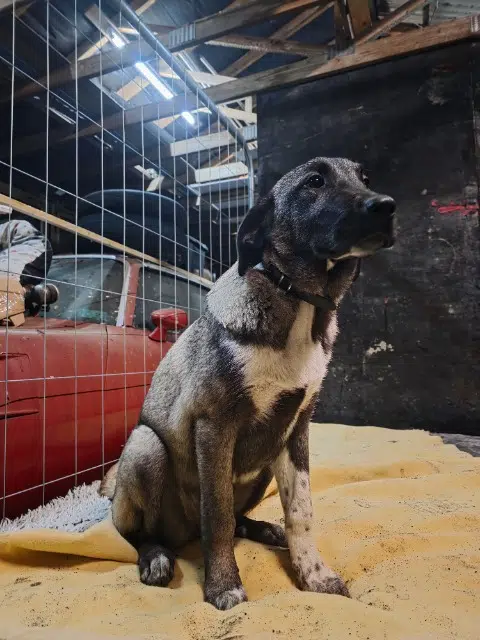 chienne lost   59600 Mairieux Apache