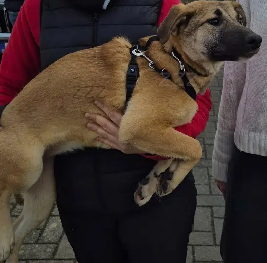 chienne lost   59250 Halluin Aya