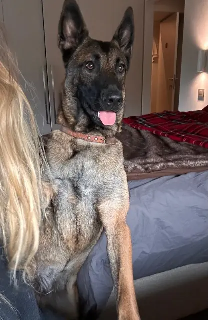 chienne lost   59283 Moncheaux Belle