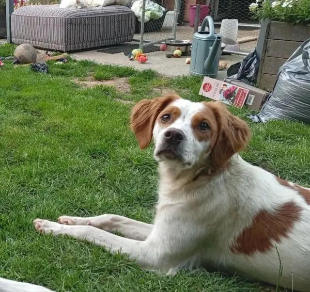 chienne lost   59570 Taisnières-sur-Hon Chipie