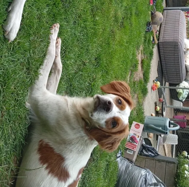 chienne lost   59570 Taisnières-sur-Hon Delbouve