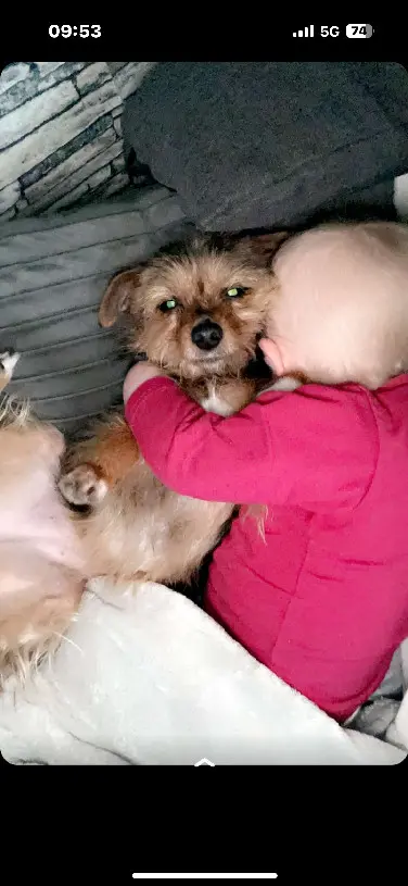 Chienne Perdue 59 Nord Chienne Perdue 59 Nord