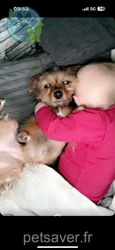 Chienne Perdue 59 Nord Chienne Perdue 59 Nord