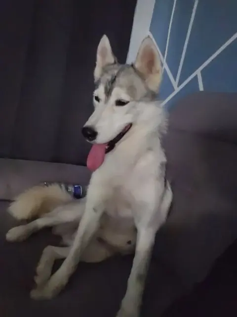 chienne lost   59133 Phalempin Floyd