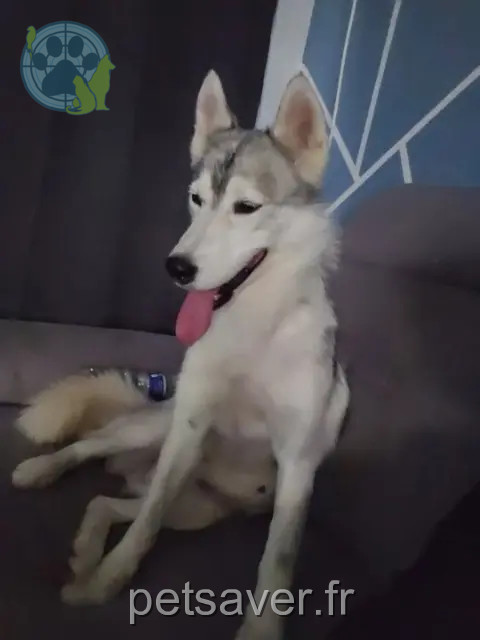 dog lost 59133 Phalempin Floyd dog lost 59133 Phalempin Floyd