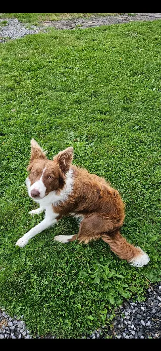 Chienne Perdue 59 Nord Chienne Perdue 59 Nord